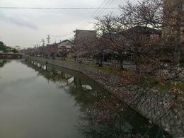桜木正面2_photo.jpg