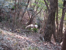 20180209里山整備水路清掃 (2).JPG