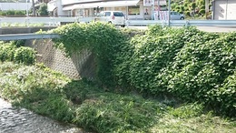 交差部及び通路除草 (1).JPG