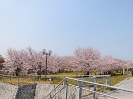 桜まつり2019 (1).jpg