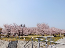 桜まつり2019 (1).jpg