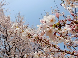 桜まつり2019 (2).jpg