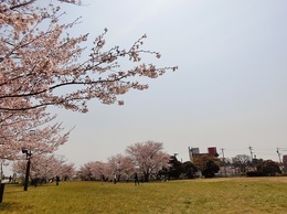 桜まつり2019 (3).jpg