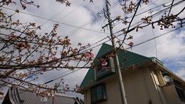 2020寺町河津桜開花.JPG