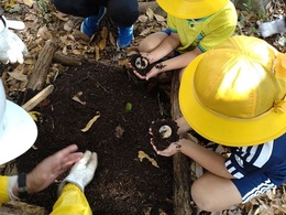 小学校自然環境学習 (2).JPG