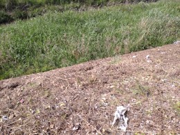 大山田川護岸穴 (1).JPG