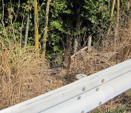 桑員居住者会2026奉仕活動 (4).JPG