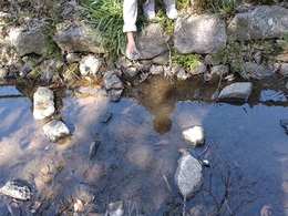 2026ホタル放流会 (4).JPG