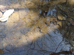 2026ホタル放流会 (6).JPG