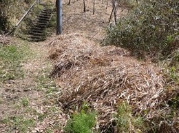 里山整備作業20260408 (1).JPG