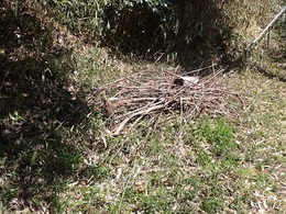 里山整備作業20260408 (2).JPG